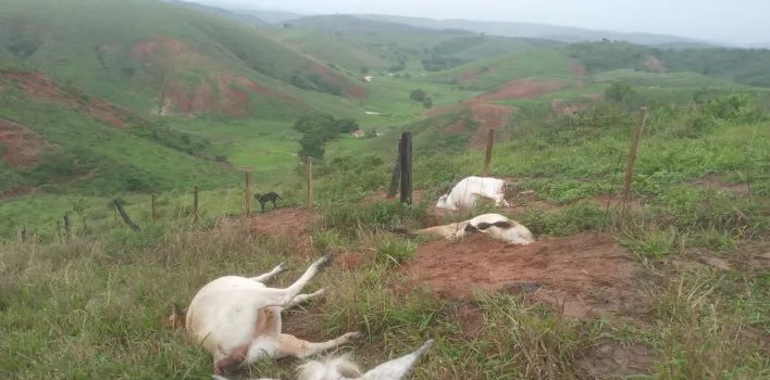 Raio mata cavalos em Salmourão - - Notícia - Ocnet