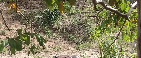 CORPO EM ESTADO DE DECOMPOSIÇÃO É ENCONTRADO EM ESTRADA RURAL PERTO DE ITATIAIA