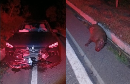 COLISÃO COM CAPIVARA NA BR-259 DESTRÓI FRENTE DE VEÍCULO EM GALILEIA