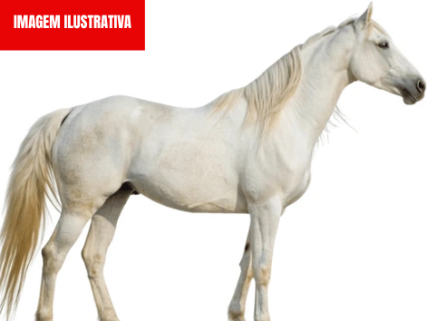 PM AGE RÁPIDO E RECUPERA ANIMAL FURTADO EM PROPRIEDADE RURAL.