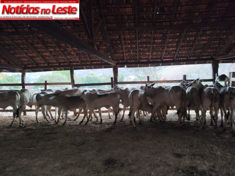 GADO FURTADO É RECUPERADO E HOMEM É PRESO POR RECEPTAÇÃO NA ZONA RURAL.
